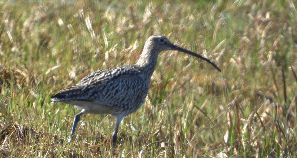 Kulik wielki (Numenius arquata)