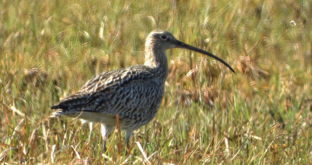 Kulik wielki (Numenius arquata)