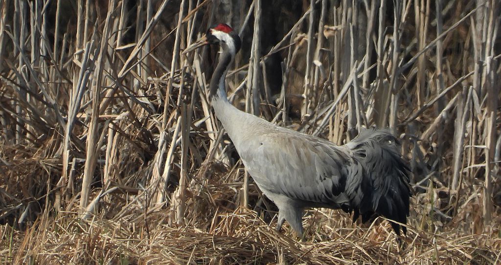 Żuraw zwyczajny, żuraw, żuraw popielaty, żuraw szary (Grus grus)