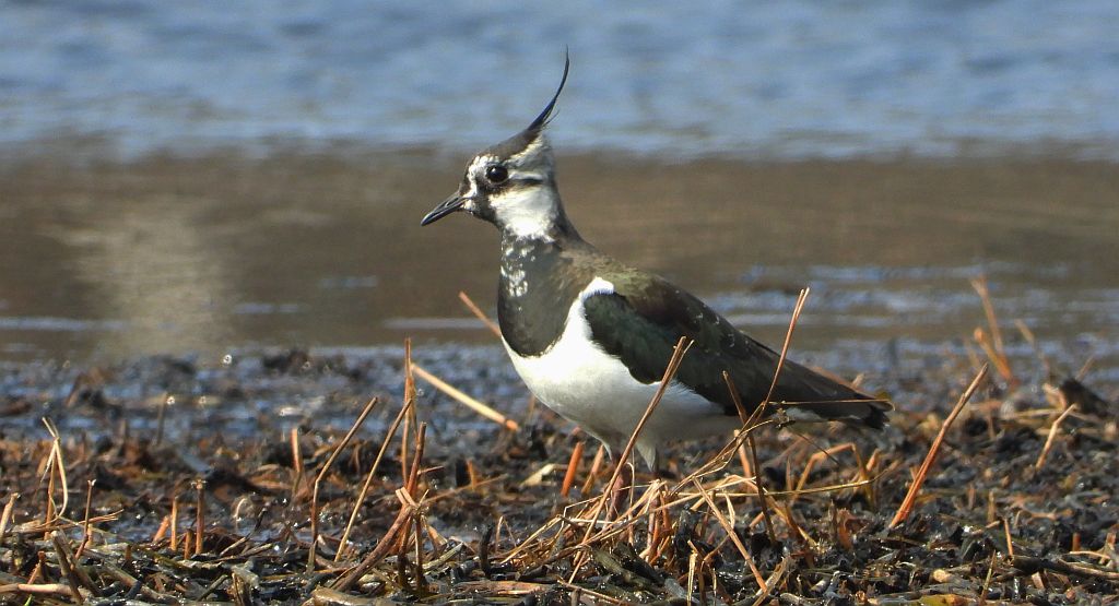 Czajka zwyczajna, czajka, czajka pospolita (Vanellus vanellus)