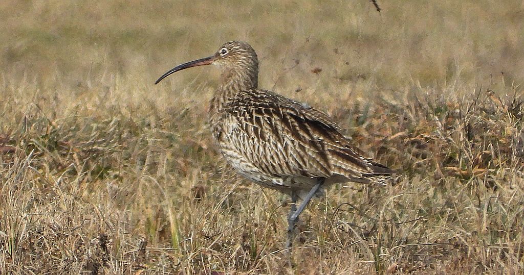 Kulik mniejszy (Numenius phaeopus)