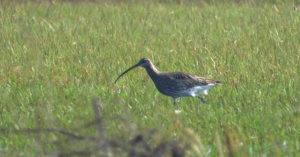 Kulik wielki (Numenius arquata)