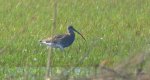 Kulik wielki (Numenius arquata)