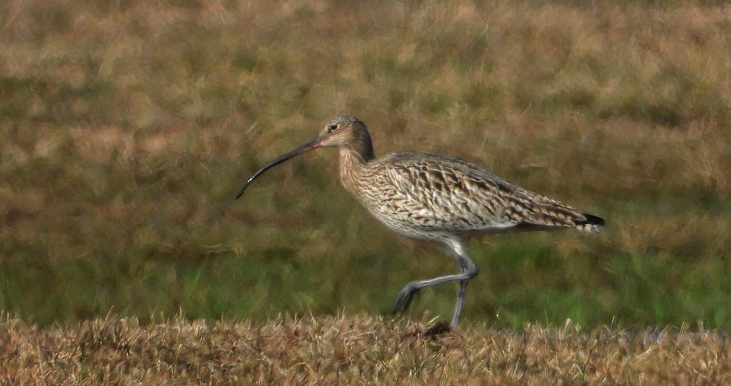 Kulik mniejszy (Numenius phaeopus)