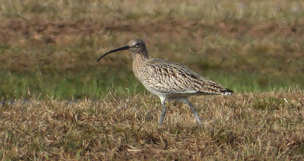 Kulik mniejszy (Numenius phaeopus)
