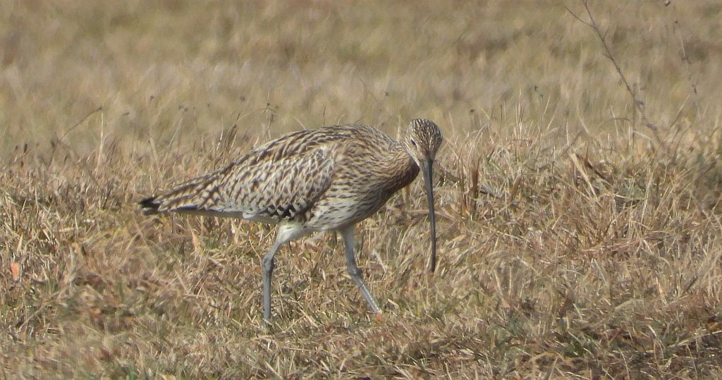 Kulik mniejszy (Numenius phaeopus)