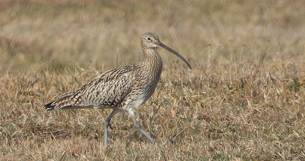 Kulik mniejszy (Numenius phaeopus)