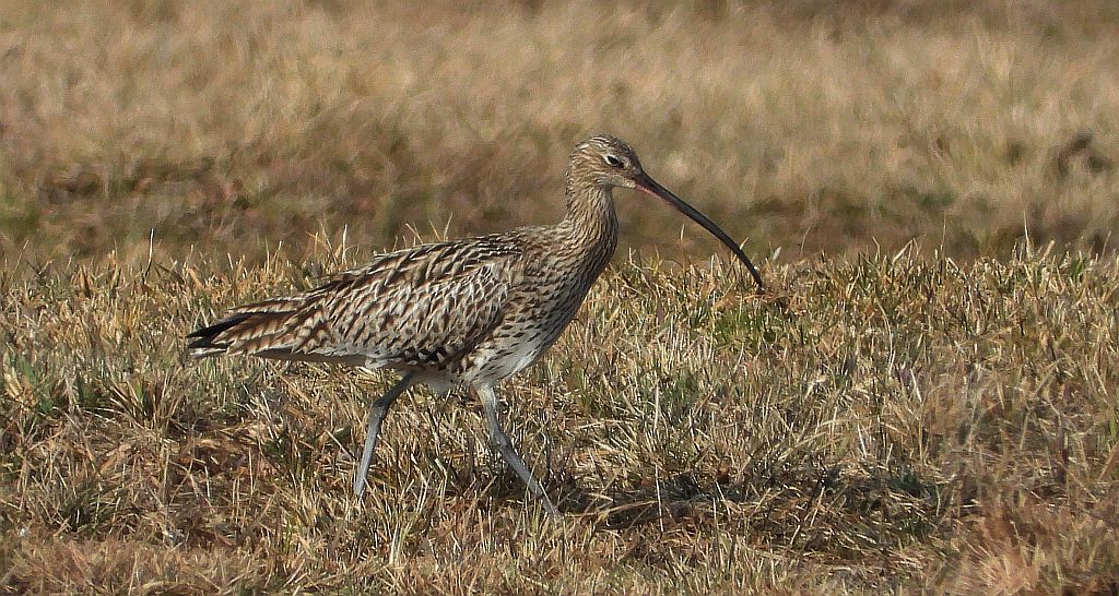 Kulik mniejszy (Numenius phaeopus)