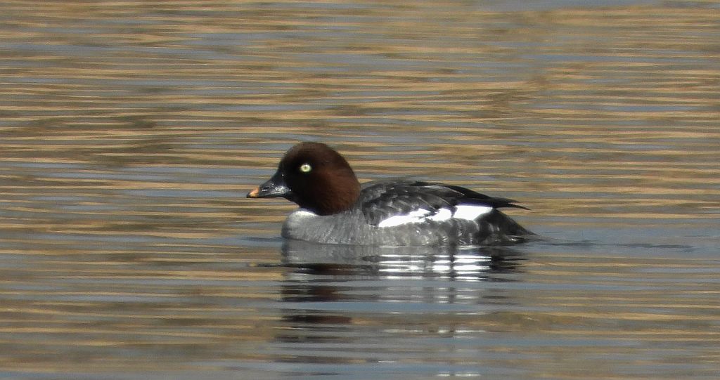 Gągoł (Bucephala clangula)