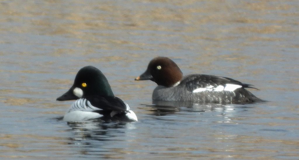 Gągoł (Bucephala clangula)