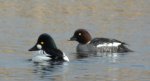 Gągoł (Bucephala clangula)