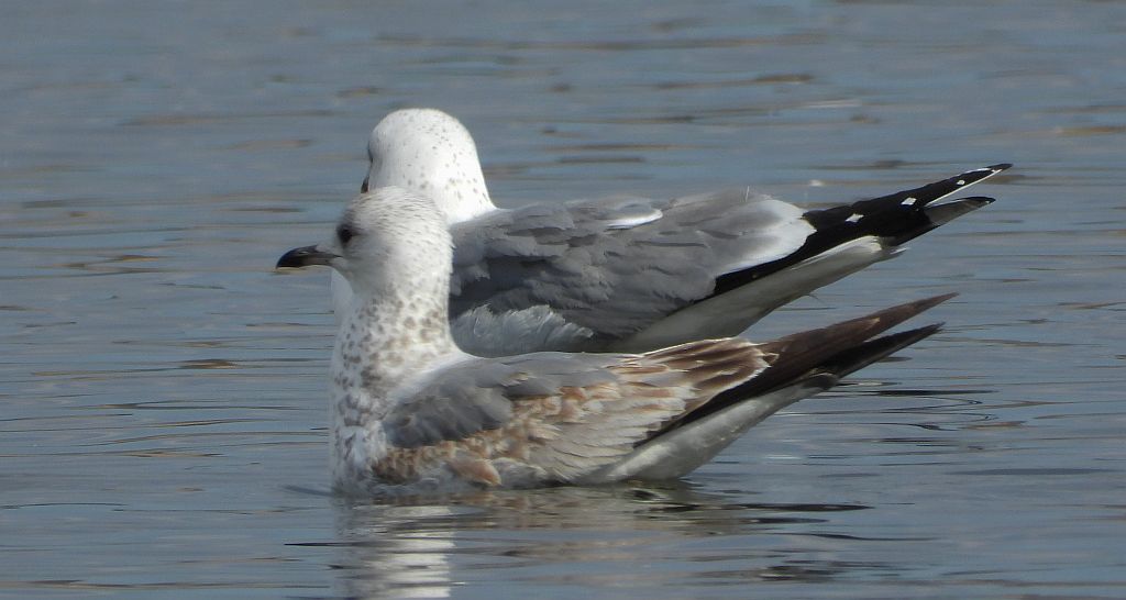 Mewa siwa, mewa pospolita (Larus canus)