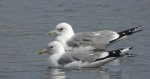 Mewa siwa, mewa pospolita (Larus canus)