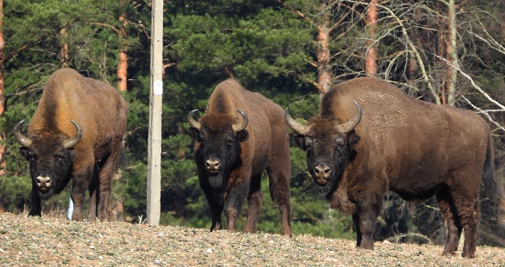 Żubr europejski, żubr (Bison bonasus)