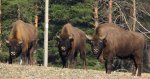 Żubr europejski, żubr (Bison bonasus)