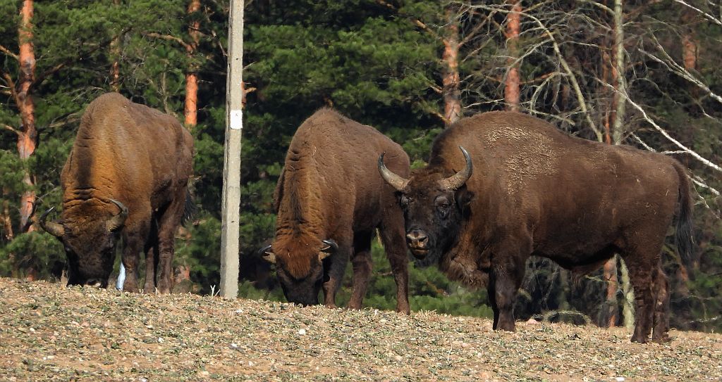 Żubr europejski, żubr (Bison bonasus)
