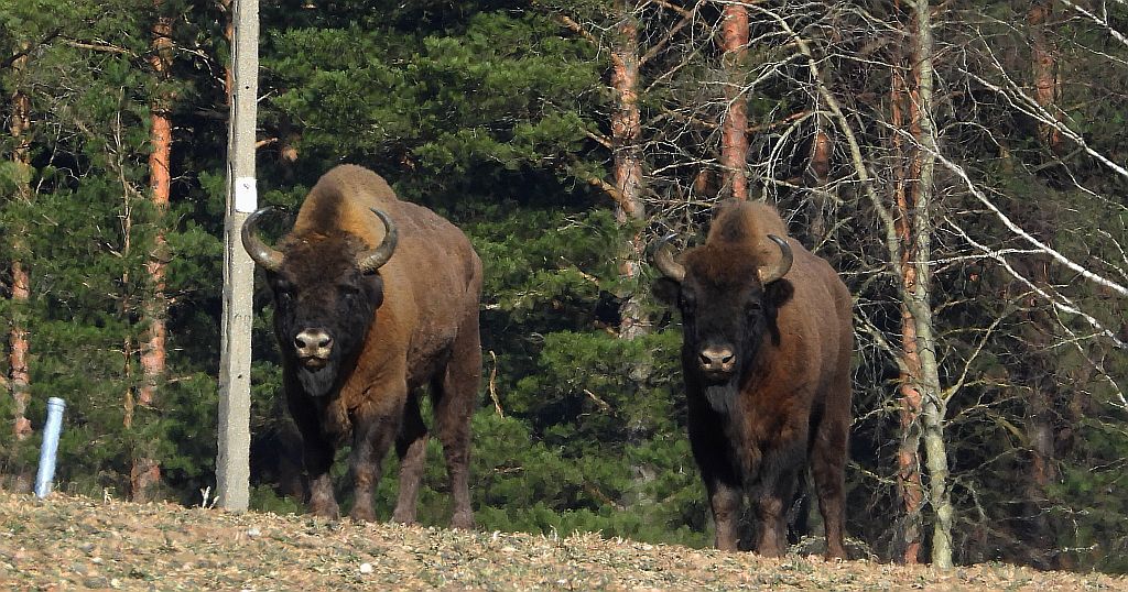 Żubr europejski, żubr (Bison bonasus)