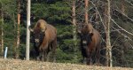 Żubr europejski, żubr (Bison bonasus)