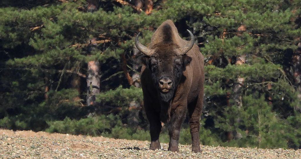 Żubr europejski, żubr (Bison bonasus)
