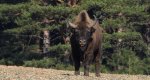 Żubr europejski, żubr (Bison bonasus)
