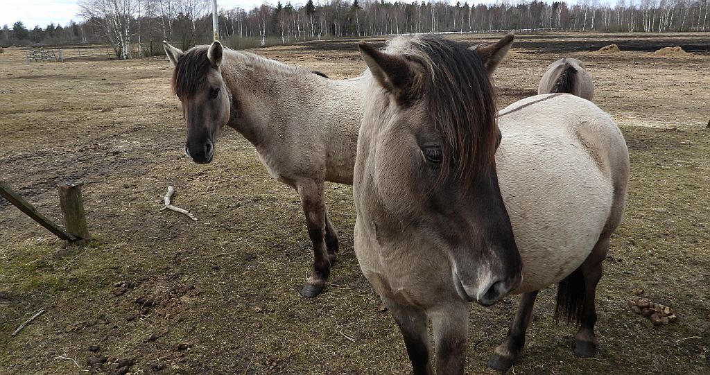 Konik polski (konik biłgorajski)
