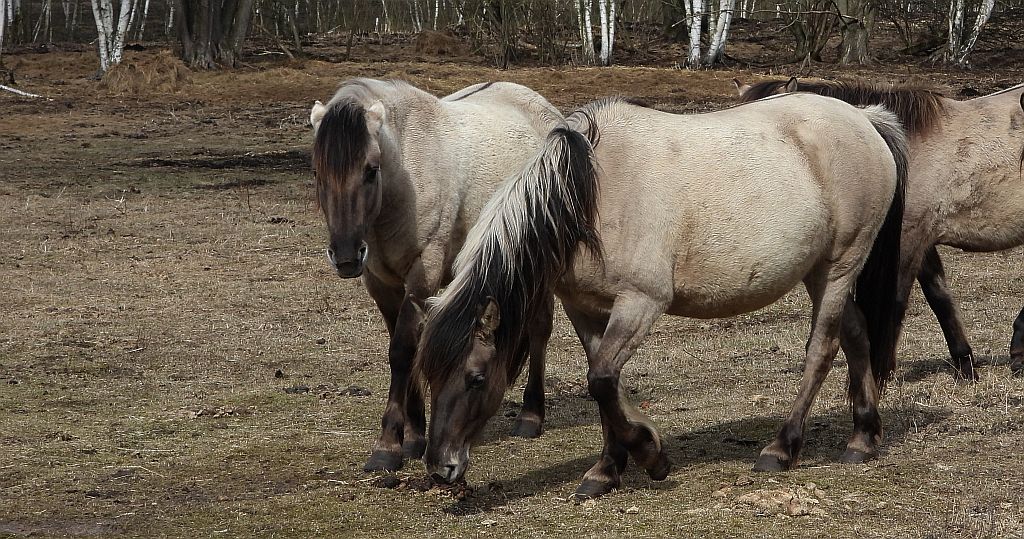 Konik polski (konik biłgorajski)