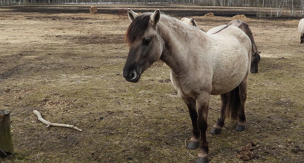 Konik polski (konik biłgorajski)