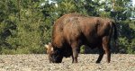 Żubr europejski, żubr (Bison bonasus)