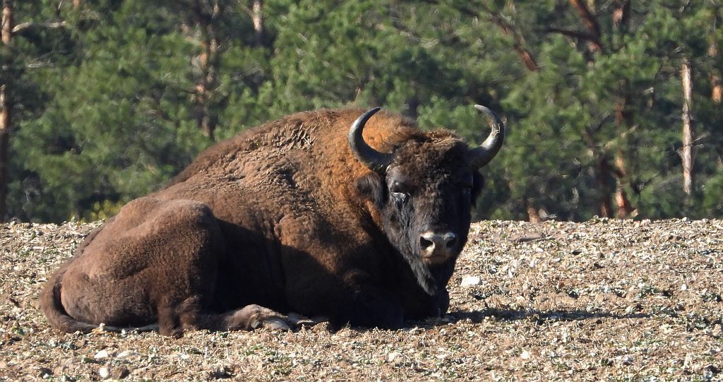 Żubr europejski, żubr (Bison bonasus)