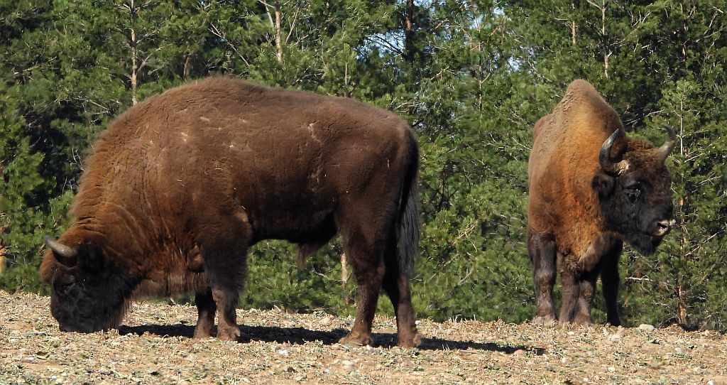 Żubr europejski, żubr (Bison bonasus)