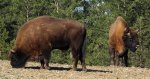 Żubr europejski, żubr (Bison bonasus)