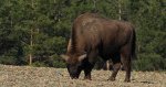 Żubr europejski, żubr (Bison bonasus)