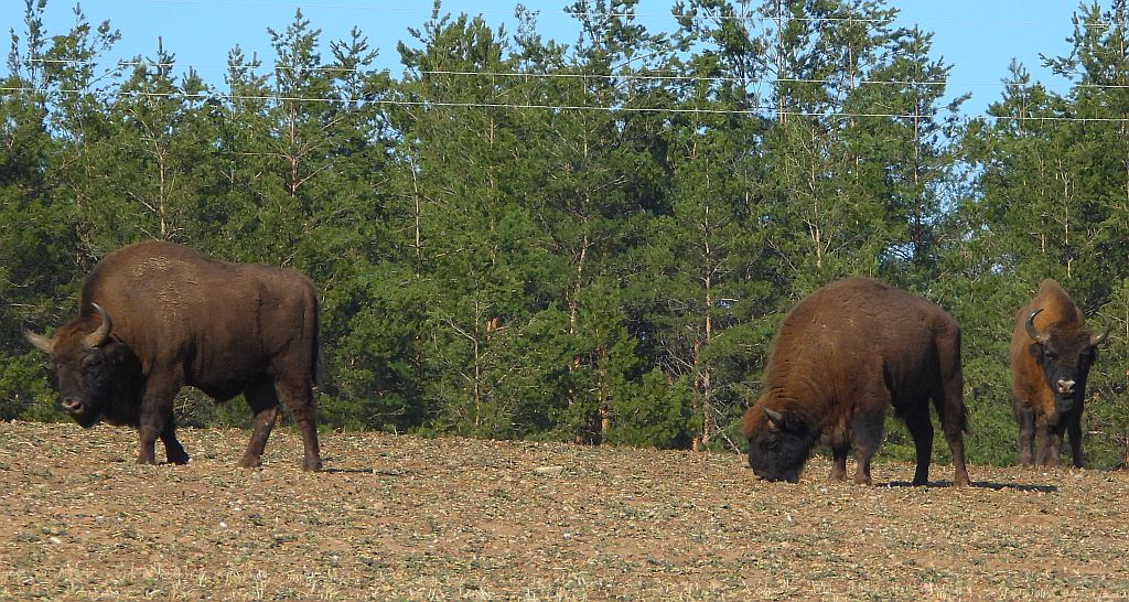 Żubr europejski, żubr (Bison bonasus)