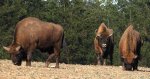 Żubr europejski, żubr (Bison bonasus)