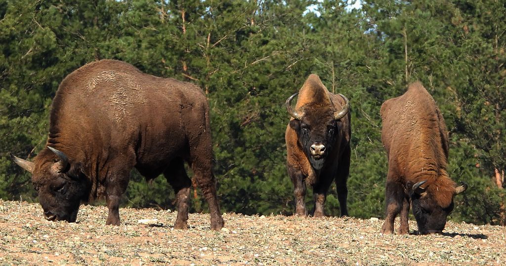 Żubr europejski, żubr (Bison bonasus)