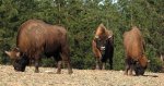 Żubr europejski, żubr (Bison bonasus)
