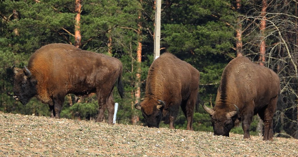 Żubr europejski, żubr (Bison bonasus)