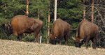 Żubr europejski, żubr (Bison bonasus)