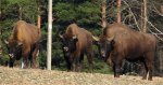 Żubr europejski, żubr (Bison bonasus)