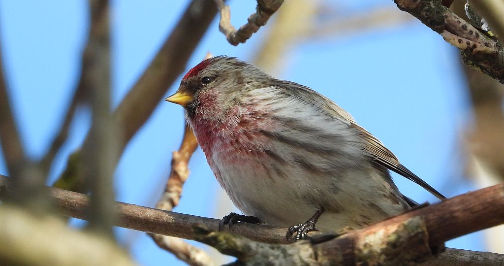 Czeczotka zwyczajna, czeczotka (Acanthis flammea)