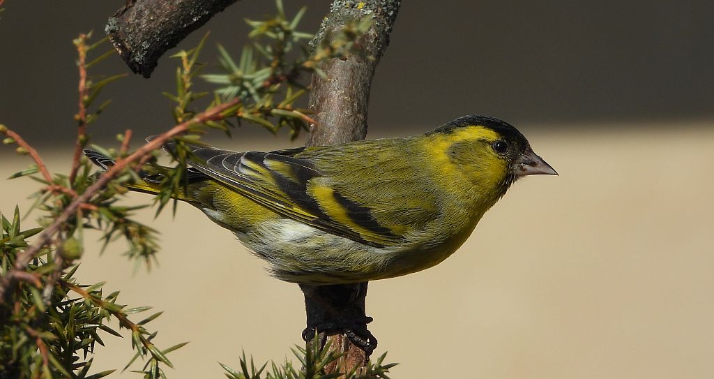 Czyż zwyczajny, czyż pospolity, czyżyk (Spinus spinus)