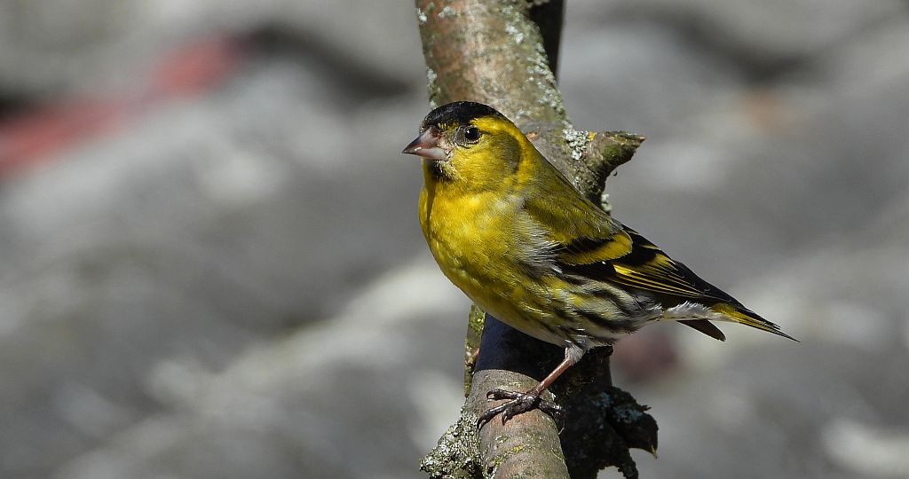 Czyż zwyczajny, czyż pospolity, czyżyk (Spinus spinus)