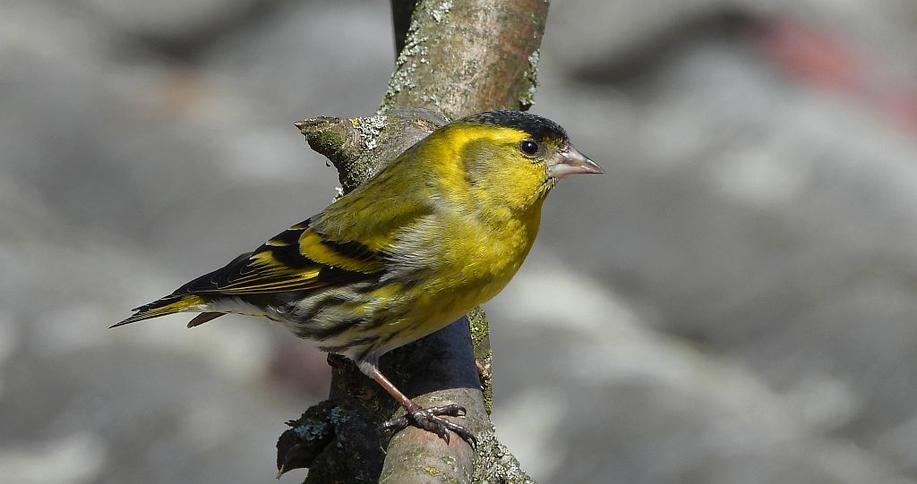 Czyż zwyczajny, czyż pospolity, czyżyk (Spinus spinus)