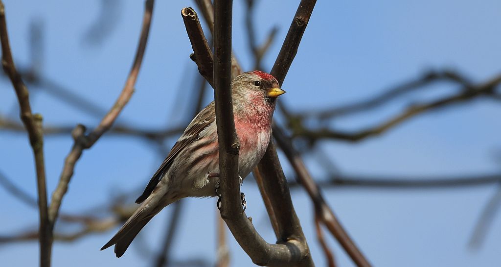 Czeczotka zwyczajna, czeczotka (Acanthis flammea)