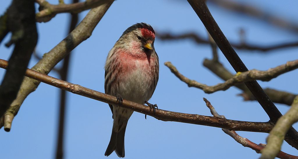 Czeczotka zwyczajna, czeczotka (Acanthis flammea)
