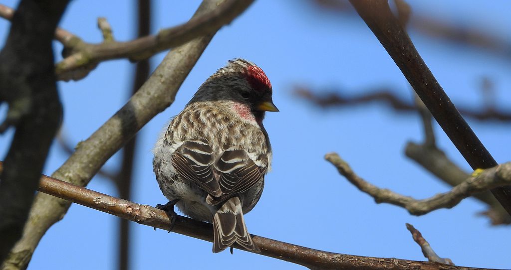 Czeczotka zwyczajna, czeczotka (Acanthis flammea)