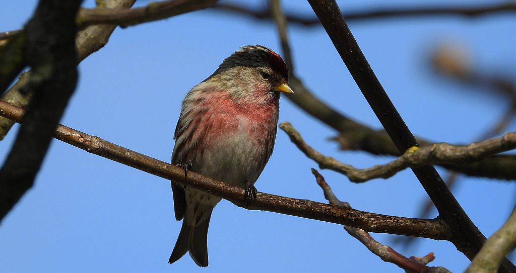 Czeczotka zwyczajna, czeczotka (Acanthis flammea)