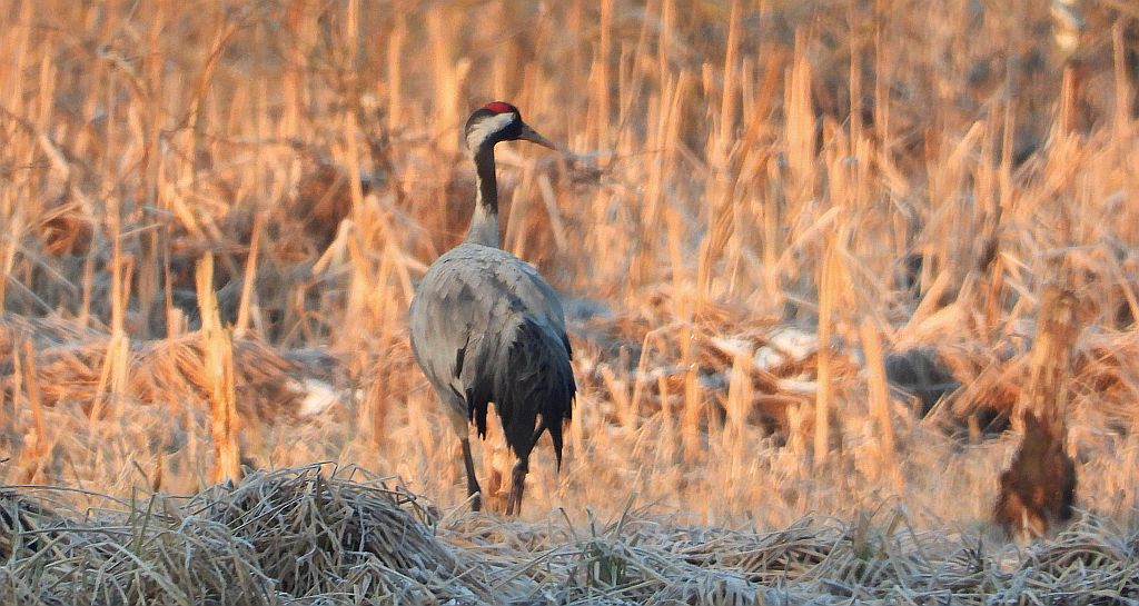 Żuraw zwyczajny, żuraw, żuraw popielaty, żuraw szary (Grus grus)