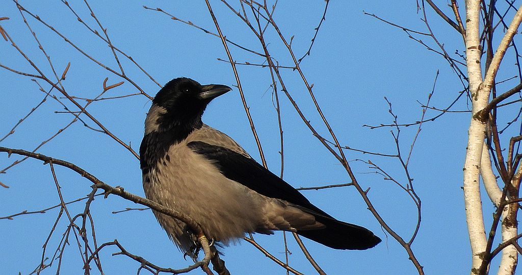 Wrona siwa, wrona (Corvus corone)