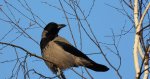 Wrona siwa, wrona (Corvus corone)